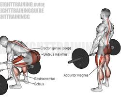 Deadlifts exercise