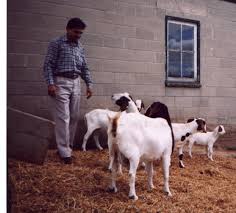 Image result for GOAT