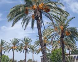 Image of California Date Palm