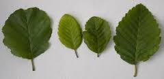 Image result for alder leaves