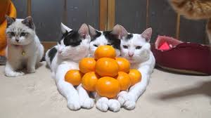 Image result for mandarin orange pyramid