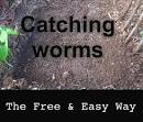 How to catch worms