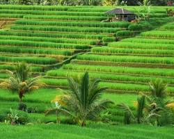 Gambar Sawah terasering Jatiluwih Bali