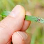  Lyme disease is on the rise – an expert explains why