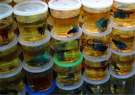 Image result for betta fish tank