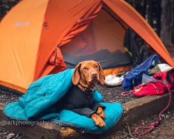 dog and owner at a campsiteの画像