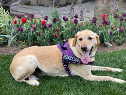 Understanding service animals, ESAs and public access