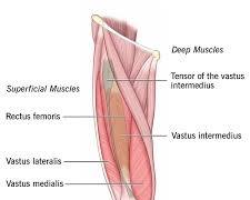 Imagem de Quadriceps muscle