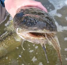 Image result for burbot fish