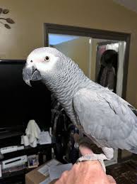 KN9W - Callsign Lookup by QRZ Ham Radio