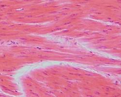 Image of Smooth muscle