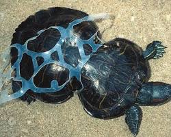 Imagen de Animales atrapados en la basura