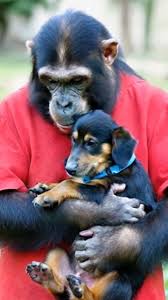 🐾 Even a Chimpanzee adore a Doxies! 😍 FOLLOW @doxie.us for ...
