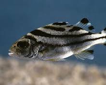 Peixe-Tigre
