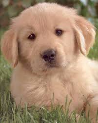 Kptallat a kvetkezre: „golden retriever klyk”