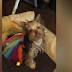 Man shot, dog stolen during carjacking in downtown Atlanta
