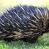 Man denies cruelty to stolen echidna