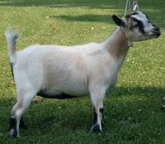 Image result for GOAT