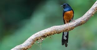 Hasil gambar untuk murai batu