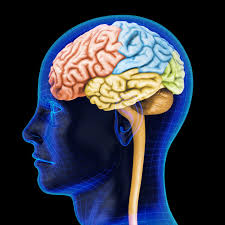 Image result for human brain