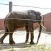 Bittersweet journey ahead for Toledo Zoo's Louie