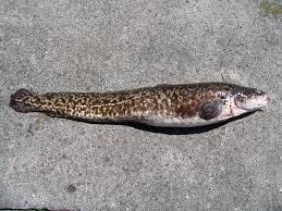 Image result for burbot fish