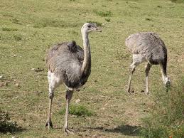 Resultado de imagen para fauna uruguaya