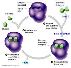 Enzyme