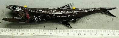 Image result for Chiasmodon niger