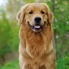 Learn About The Golden Retriever Dog Breed From A Trusted ...