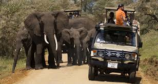 Image result for mikumi national park