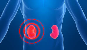 фото энергетики почек