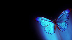 Image result for animated butterflies wallpaper