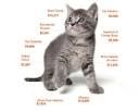 Cat Health Insurance Petplan