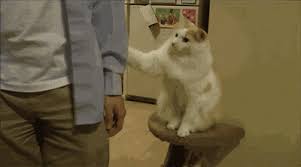 Image result for cat