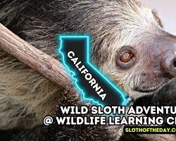 Image of California Wildlife Center sloth