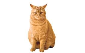 Image result for cat