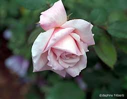 Image result for tea roses