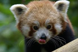 R&eacute;sultat de recherche d'images pour 