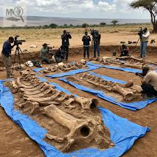 Ancient skeleton hoax in African farmlands