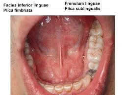 Image result for www.frenulum linguae