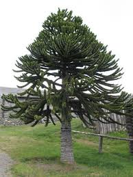 Araucaria araucana