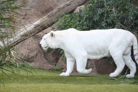 Resultado de imagen de imagenes de loro parque