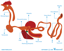 Gambar Sistem Pencernaan Ayam