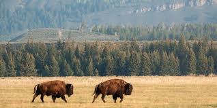 Watch: Fisherman narrowly avoids bison encounter in Yellowstone National Park