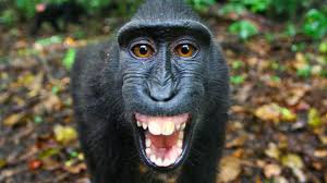 Image result for MONKEYS