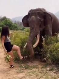 Elephant attacks woman who was trying to feed bananas to it ...