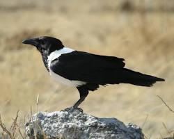 Image of Pied Crow (غراب رأس أبيض)