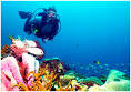 Diving St Lucia PADI