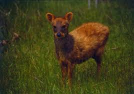 Résultat de recherche d'images pour "pudu"